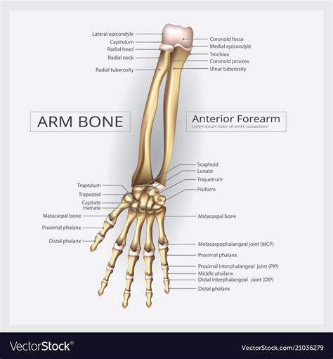 Arm And Hand Bone Royalty Free Vector Image Vectorstock