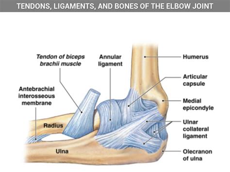 Elbow Ligaments And Tendons