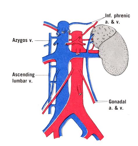 Medical Pictures Info Renal Veins