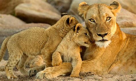 Cropped Istock Lioness Cubs The Wild And Precious