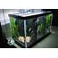 New Divided Betta Fish Tank – Solid Gold Aquatics