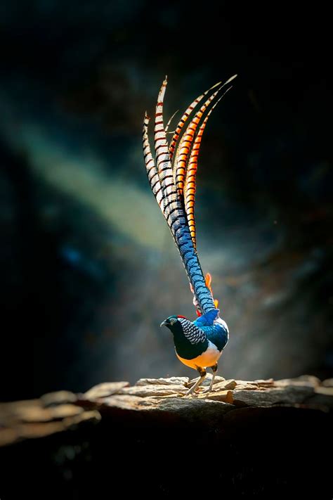 Exotic Birds Photo