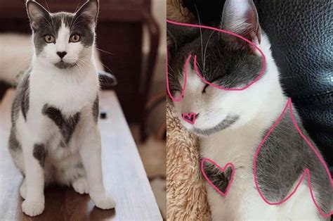 Kucing menjadi salah satu hewan sangat populer dan seringkali dijumpai dalam keseharian. Lucu dan Unik! Pemilik Kucing Ini Terkejut Lihat Tubuh ...