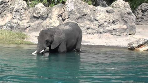 Disney Animal Kingdom Elephant In The Water November 1