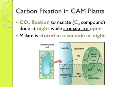 It is a gas at standard temperature and pressure and exists in earth's atmosphere in this state. PPT - Adaptations to Photosynthesis: C4 and CAM Plants ...