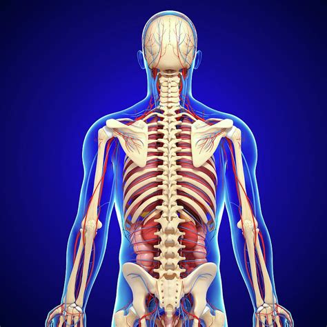 Male Anatomy Human Male Anatomy Body Muscles Skeleton Internal