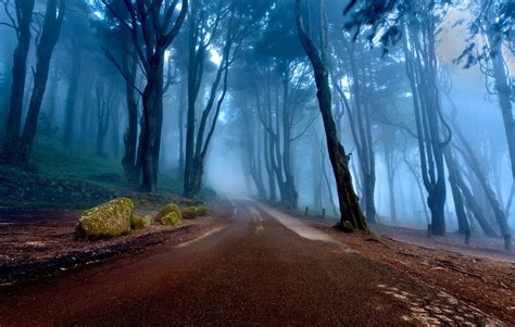 Nature Landscape Trees Forest Mist Road Portugal