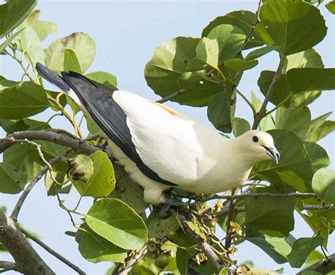 นกลุมพูขาว Pied Imperial Pigeon - ภาพถ่ายนกทุกชนิดที่พบในประเทศไทย