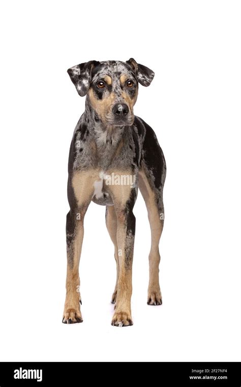 Louisiana Catahoula Leopard Dog Stock Photo Alamy