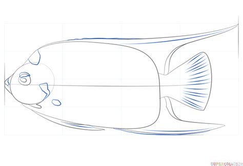 How To Draw A Queen Angelfish Step By Step Drawing Tutorials