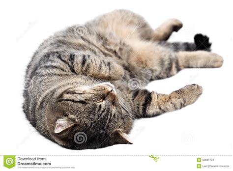 Gray Cat Sleeping On A White Background Isolated Stock Photo Image