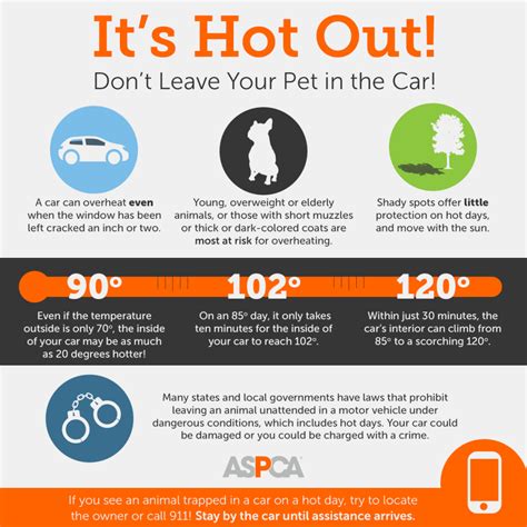 8 Tips To Beat The Heat And Keep Your Pets Safe This Summer Big Lick