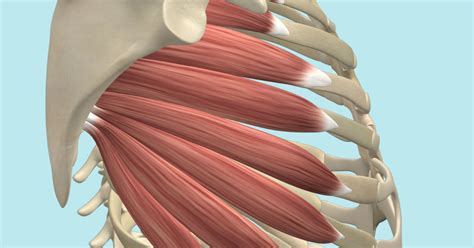 One is for your first rib, the second is for the scalene muscles. The Serratus Anterior Muscle Its Attachments and Actions ...