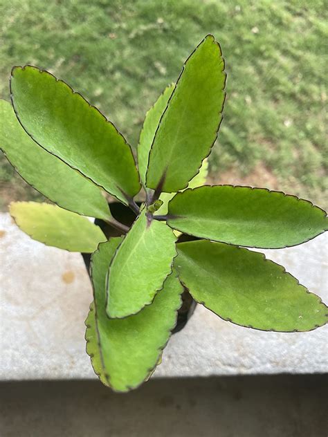 Miracle Leaf Plant Ranakalli 1 Healthy Live Plant