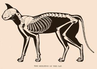 1 954 просмотра • 7 мая 2020 г. zoology - What is the anatomical term for a two jointed ...