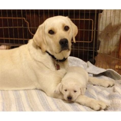 We are a small breeder located in northern california, that strives to better the breed and produce happy, healthy puppies. Silverado English Labradors, Labrador Retriever Breeder in ...