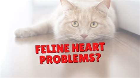 Helping Cats With Heart Issues Two Crazy Cat Ladies Youtube