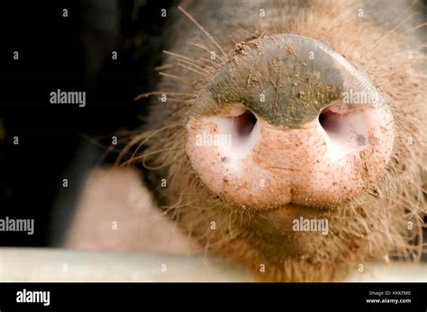 Muddy Pig Snout Close Up Stock Photo Alamy