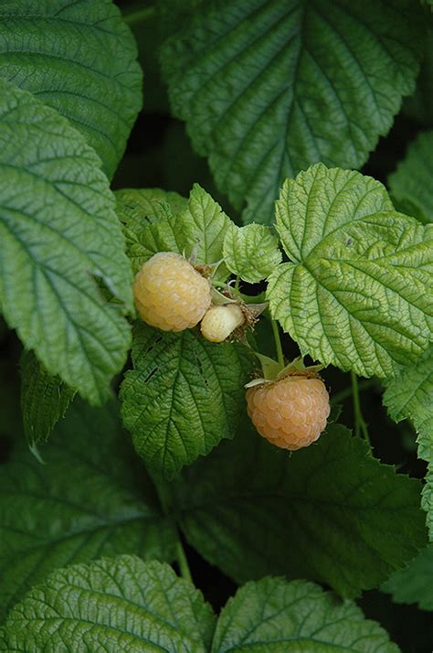 Maybe you would like to learn more about one of these? Fall Gold Raspberry (Rubus 'Fall Gold') in Inver Grove ...