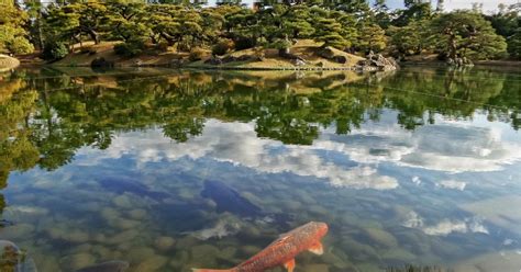Pertanyaan anda kurang lengkap, seharusnya berapa biaya untuk membuat kolam ikan koi dengan ukuran 2x3 meter dan kedalaman 50 cm misalkan. Langkah Mudah Budidaya Ternak Ikan Koi untuk Pemula