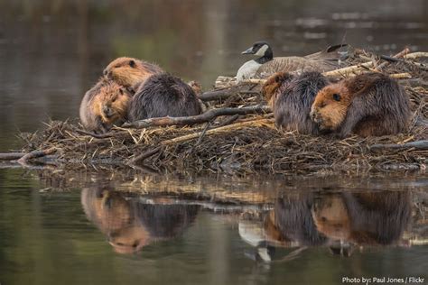 interesting facts about north american beavers just fun facts