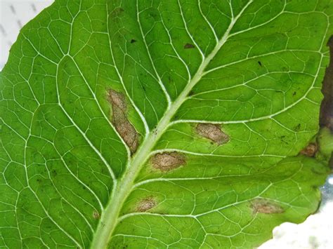 Lettuce Septoria Leaf Spot And Blight 150