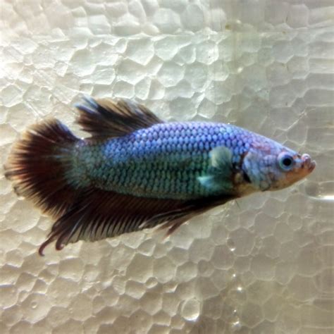 Frequent special offers and discounts up to 70% off for all products! Male Betta for Sale - AquariumFish.net