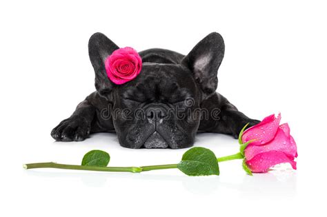Valentines Love Sick Dog Stock Photo Image Of Cute Friend 63684336