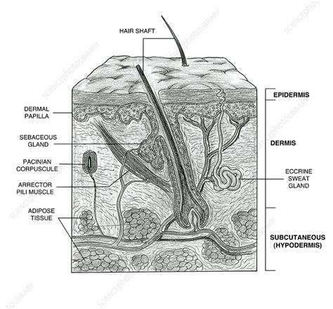 Skin Stock Image F0316213 Science Photo Library