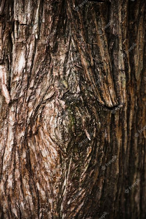 Tree Trunk Texture Close Up Free Photo