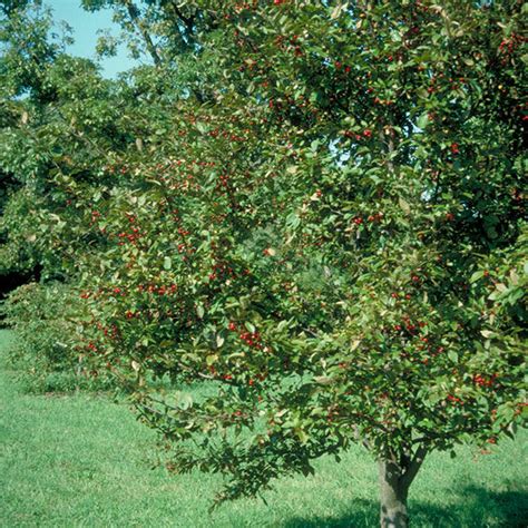 Profusion Crabapple Trees For Sale At Arbor Days Online Tree Nursery