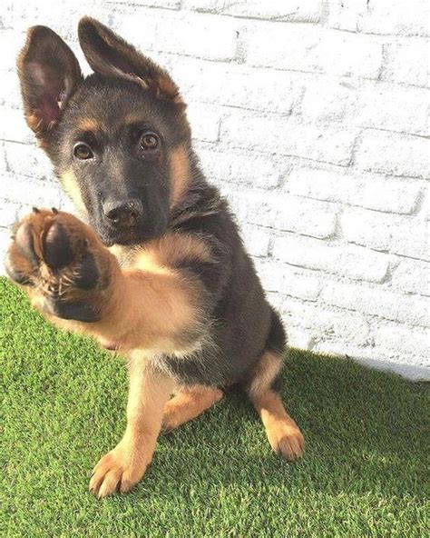 14 Amazing Facts About German Shepherds You Probably Never Knew
