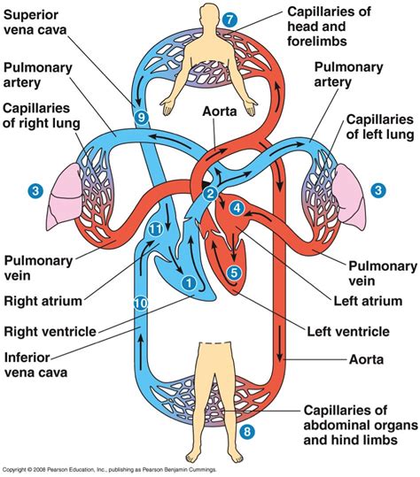 Artery is a blood vessel that takes blood away from the heart to blood flow heart diagram elegant this chart shows the arteries. Chapter 42: Circulation and Gas Exchange. - AP Biology with Giessler at De Pere High School ...