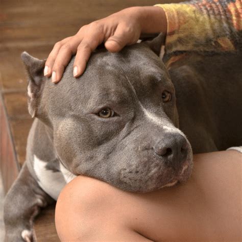 Blue Fawn Pitbull Breed Profile Appearance And Temperament