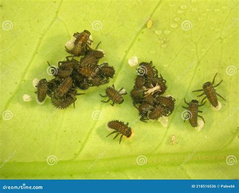 Ladybugs Hatching Of Larvae From Eggs Stock Photo Image Of Beetle