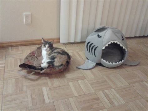 19 Photos Of Cats Living Life Fully On Their Terms Only