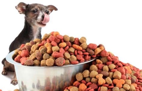They believe that all dogs deserve a dog bowl packed full of. The Best Dog Food Currently On The Market - Women Daily ...