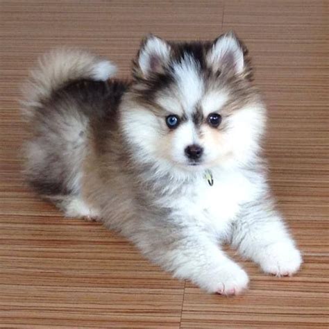 Funnily enough, the pomsky breed began as an internet myth in 2011, when people were posting cute pictures of fluffy puppies and claiming they were pomeranian and husky mixes (they were not, but they were coming!). Different eyes. Mustain pomskies | Puppies, Cute baby ...