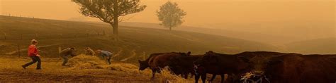 Australian Wildfires Impact On Agriculture Royal Consulting Services Inc