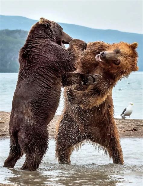 Giant Bears Smash Bite And Roar At Each Other In Amazing Photos