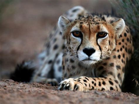 Asiatic Cheetahs Spotted In Tabas County E Iran Mehr News Agency