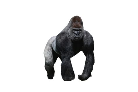 The #1 place for free transparent png images. Download High Quality gorilla clipart transparent ...