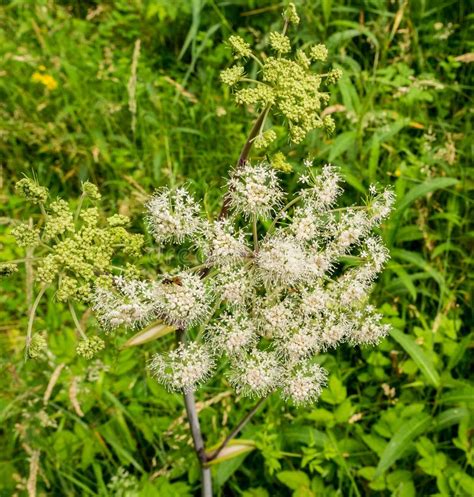 Sweet Angelica Stock Image Image Of Wild Hayes Grass 74995545