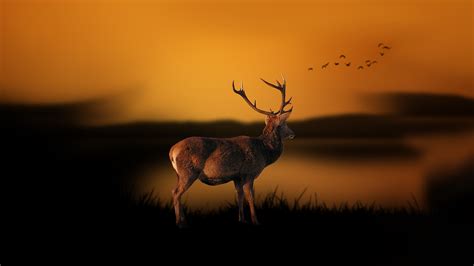 Download Deer Minimal Go In Minimalist Wallpaper By Michaelbrown