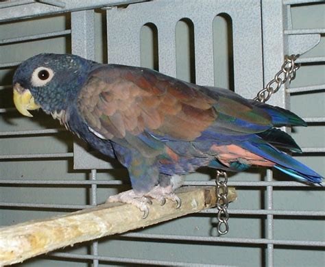 10 Intelligent And Friendly Pet Parrot Species