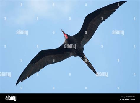 Magnificent Frigate Bird In Flight Stock Photo Alamy