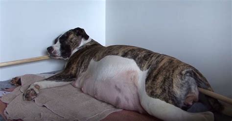 Mama Dog With Massive Belly Gives Birth To 3 Pups But Her Owners Can