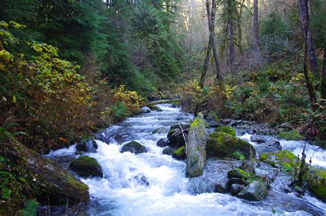 Ford Pinchot National Forest Forest In Washington Thousand Wonders