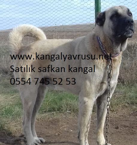 Dünyanın en büyük kangal köpeği | Kangal köpeği, Köpek