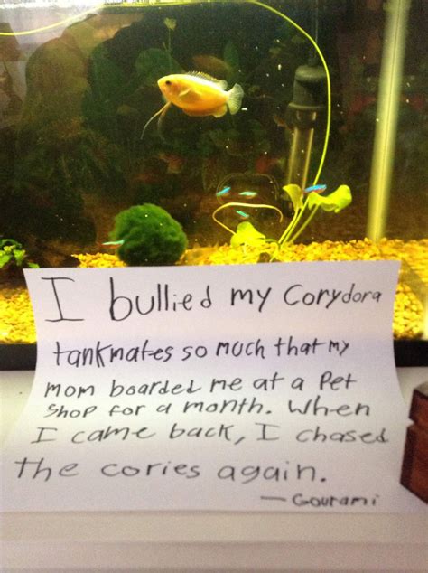 21 Naughty Fish That Got Publicly Shamed For Their Crimes Demilked